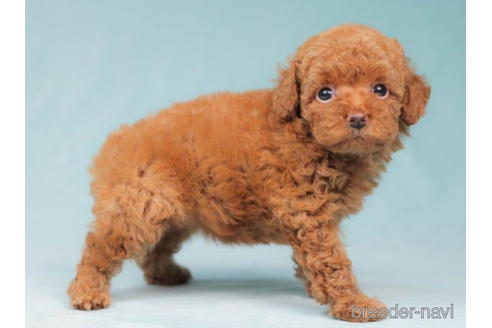 成約済の東京都のトイプードル-204771の4枚目